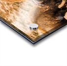 Battle For Hayden Valley Acrylic print