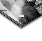 There Can Be Only One Acrylic print