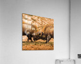 Battle For Hayden Valley Acrylic Print