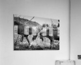 There Can Be Only One Acrylic Print