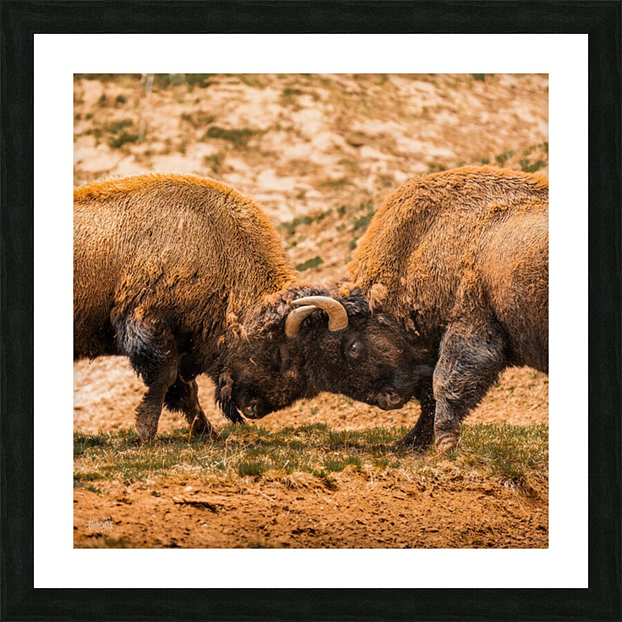 Battle For Hayden Valley Picture Frame Printing