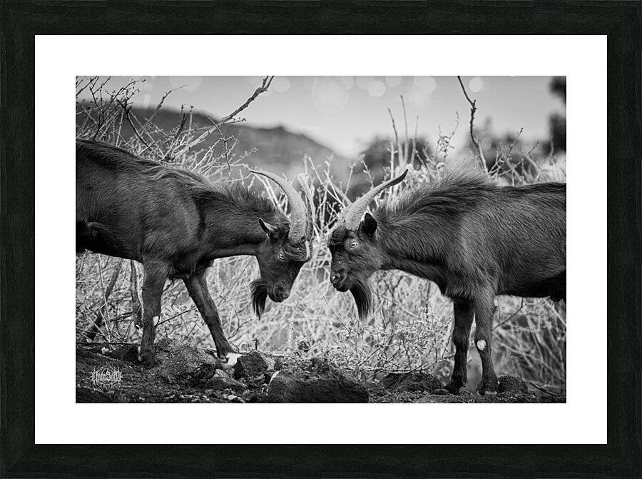 There Can Be Only One Picture Frame print