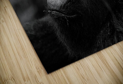 Do You Remember When Nate Solo puzzle