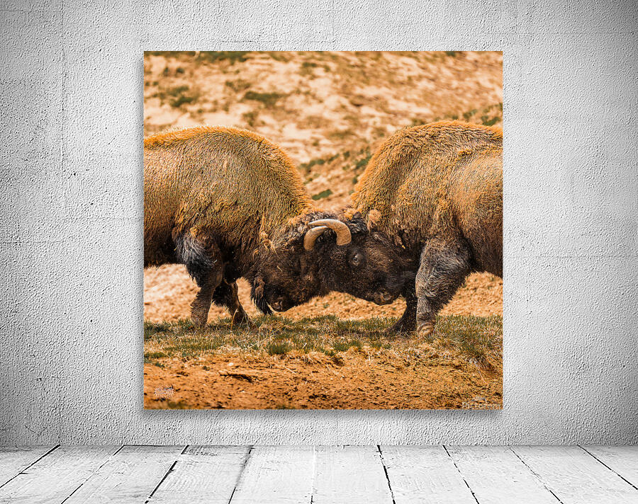 Battle For Hayden Valley Wall Preview