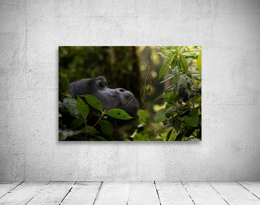 Lookin to Sky to Save Me Wall Preview