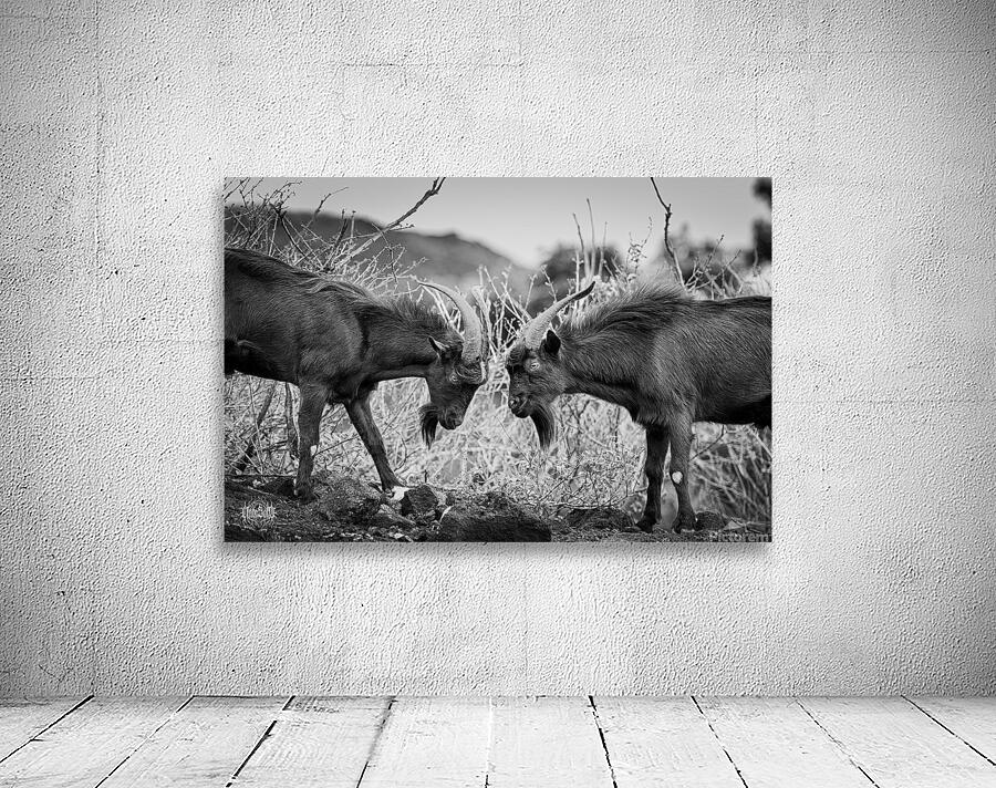 There Can Be Only One Wall Preview