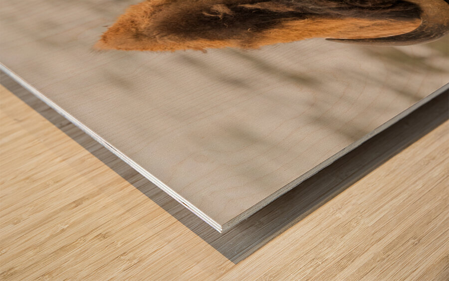 Arsenal Pride Wood print