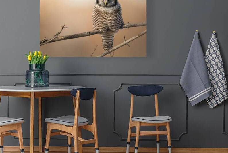 Northern Hawk Owl 0C5A8335 by Jeffrey Olarte