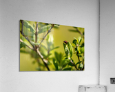 Lovely lady Acrylic Print