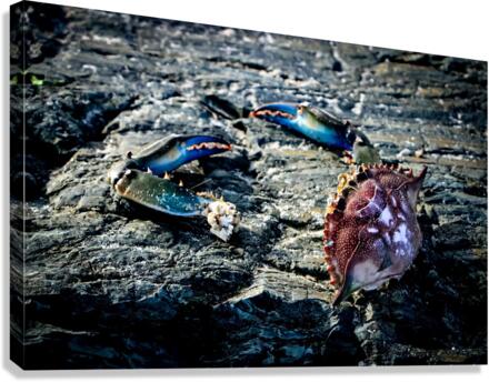 Lifes a Beach Canvas Print