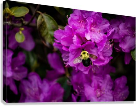 Busy bee Canvas Print