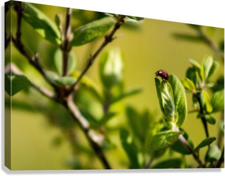 Lovely lady Canvas Print