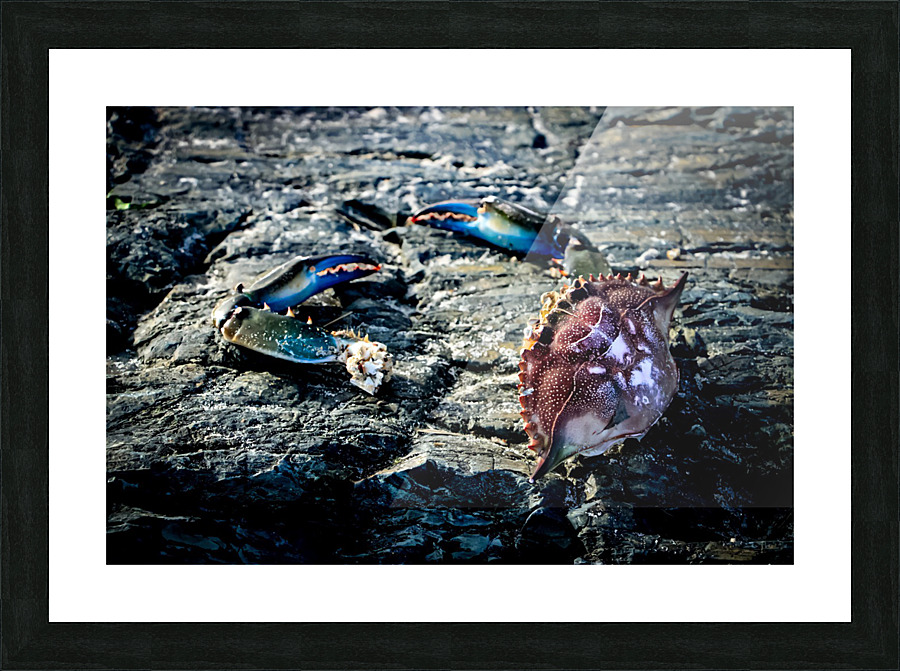 Lifes a Beach Picture Frame print