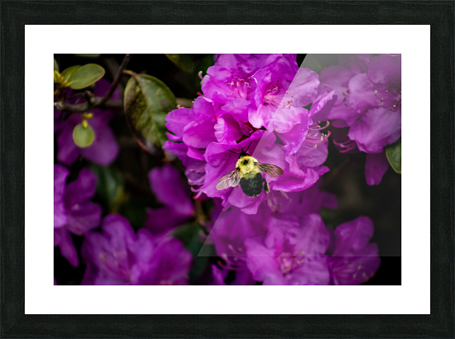 Busy bee Picture Frame print