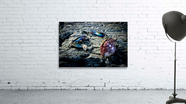 Lifes a Beach Wall Preview