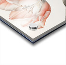 Delicate Pink Tulip in Bloom Acrylic print