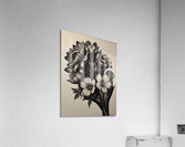  Everlasting Elegance Acrylic Print