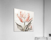 Delicate Pink Tulip in Bloom Acrylic Print