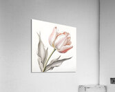 Delicate Pink Tulip in Bloom Acrylic Print