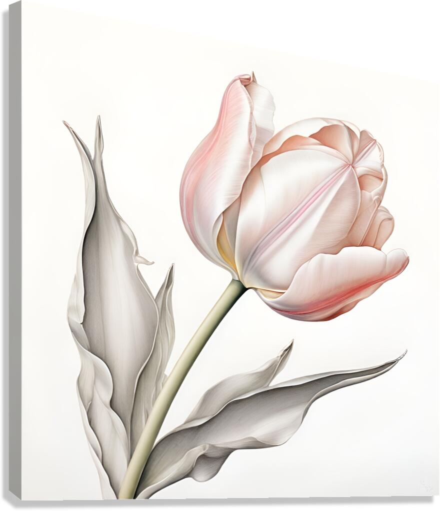 Delicate Pink Tulip in Bloom Canvas Print