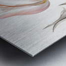 Delicate Pink Tulip in Bloom Metal print