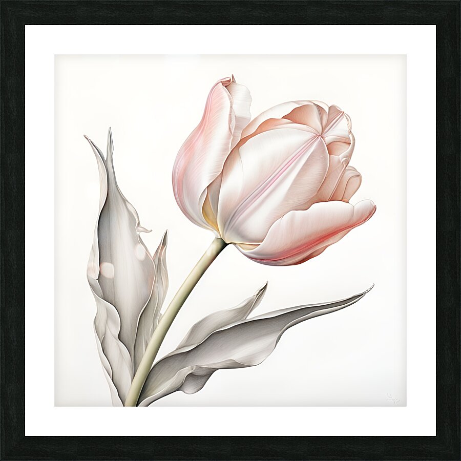 Delicate Pink Tulip in Bloom Picture Frame print