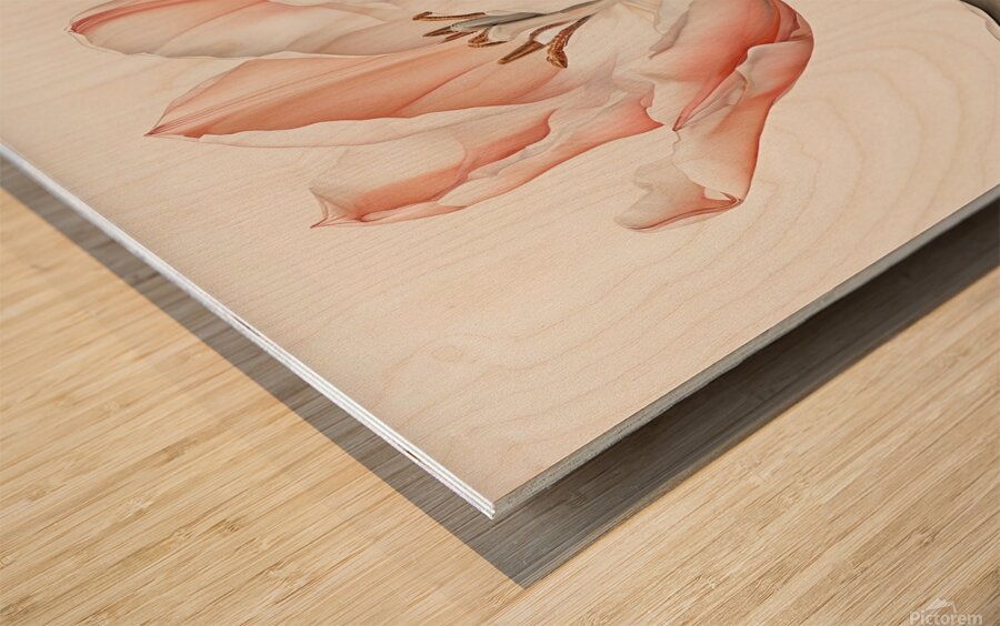 Delicate Pink Tulip in Bloom Wood print