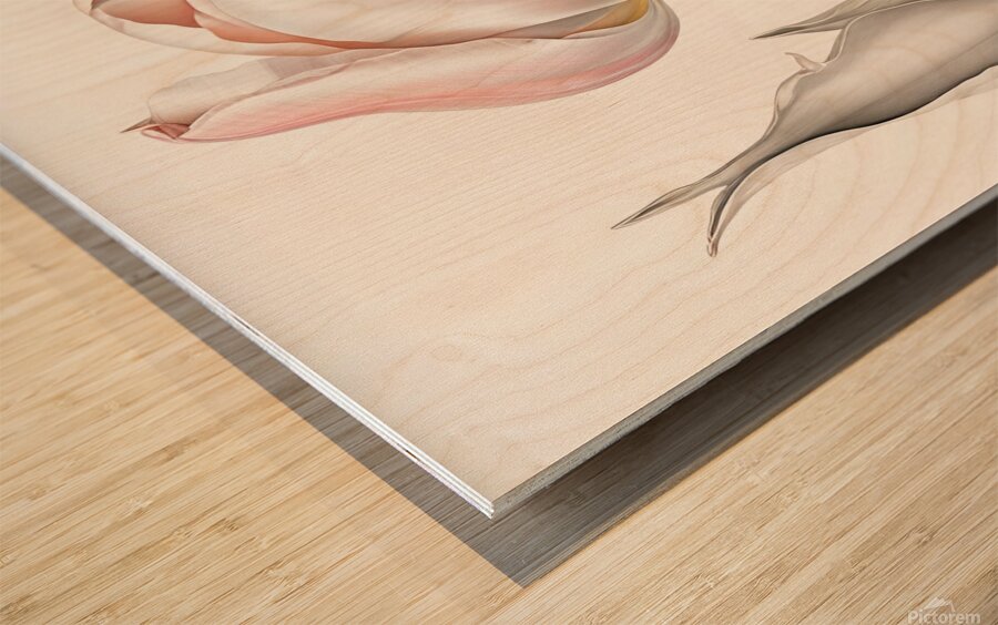Delicate Pink Tulip in Bloom Wood print