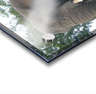 African Elephant Acrylic print