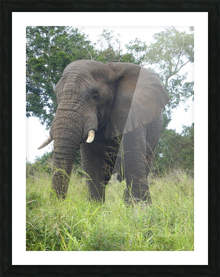 African Elephant Picture Frame print