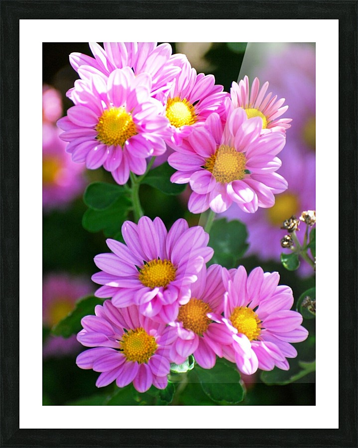 My daisy Picture Frame print