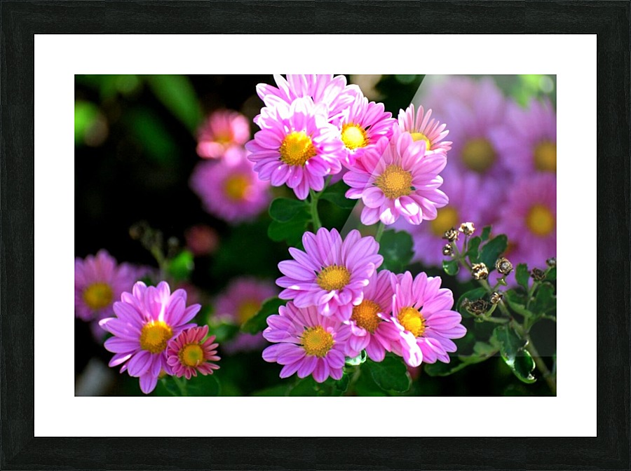 Daisy Bush Picture Frame print