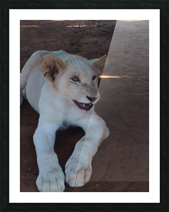 Let me ROAR Picture Frame print