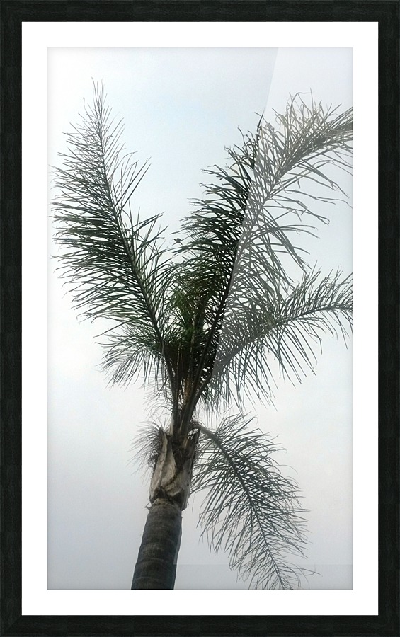 Palm in the sky Picture Frame print