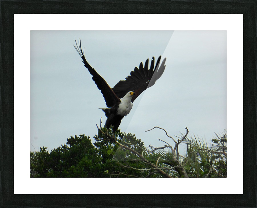 African Fish-Eagle Picture Frame print