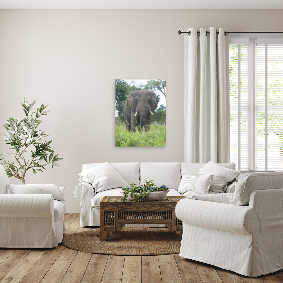 Big Grey Reproduction