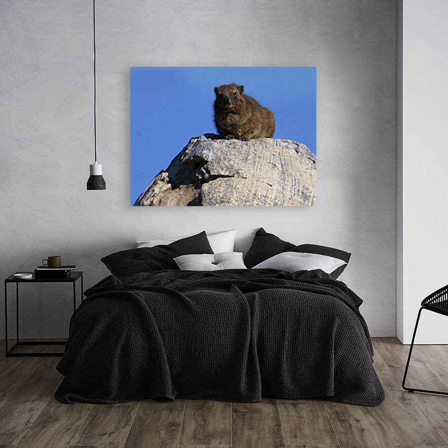 Cape Rock Hyrax Reproduction