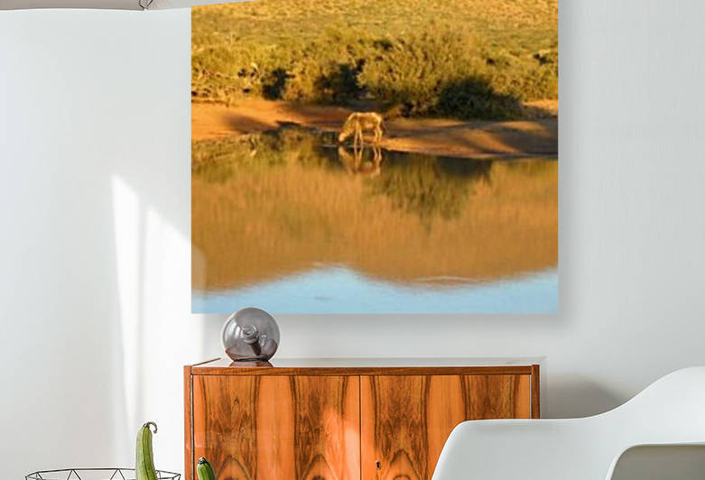 Kalahari Reflections by Lezandie de Beer