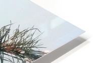 Palm in the sky HD Metal print
