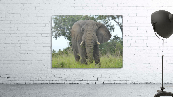 Big Nature Wall Preview