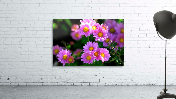 Daisy Bush Wall Preview