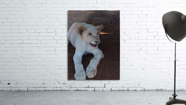 Let me ROAR Wall Preview