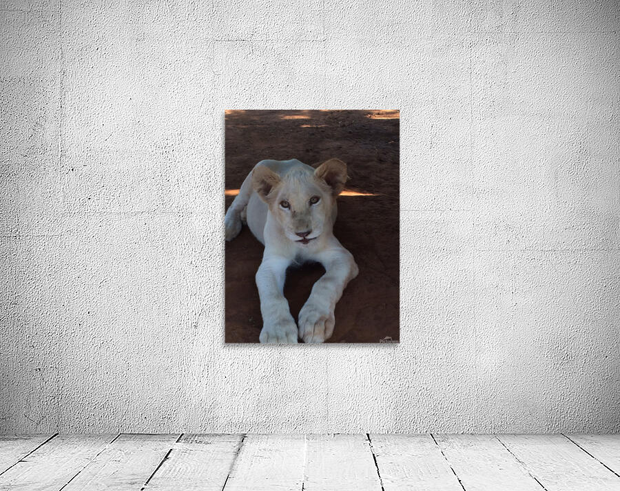 Felion Friend Wall Preview