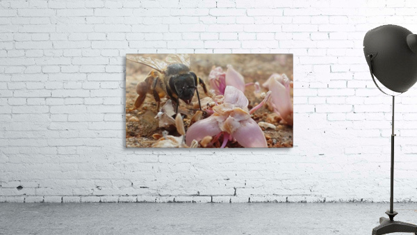 Bee in your face Wall Preview