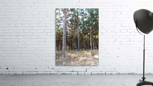 Timbarland Wall Preview