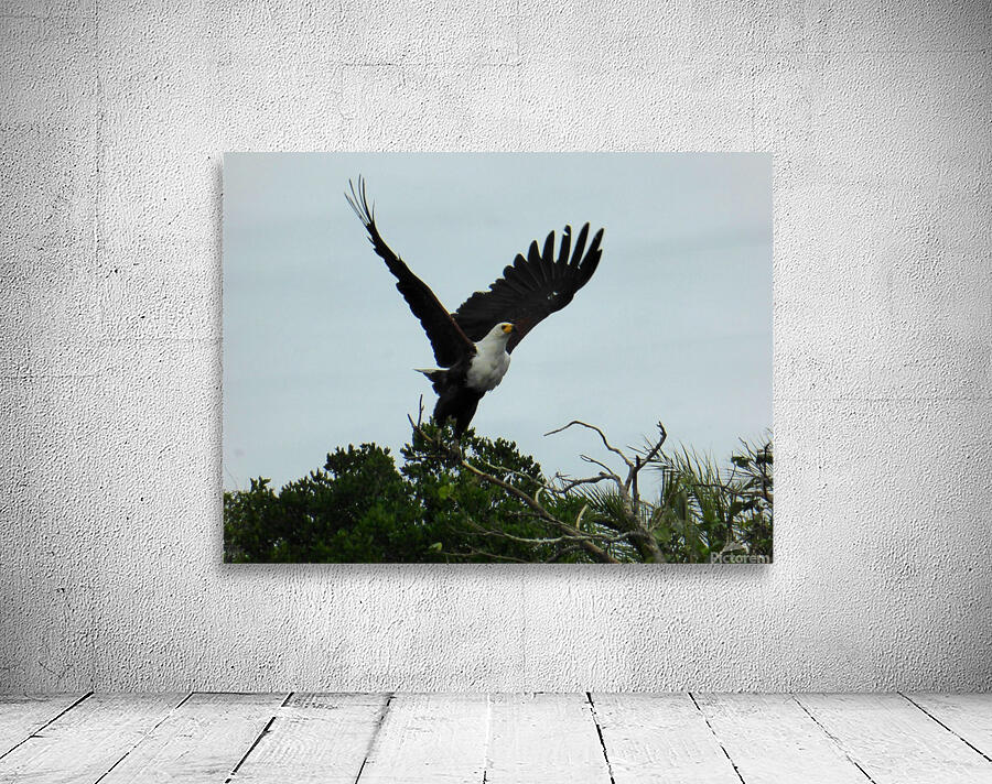 African Fish-Eagle Wall Preview