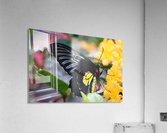 butterfly Acrylic Print
