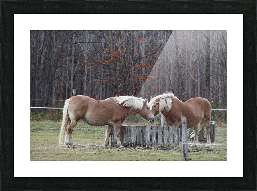 chevaux Picture Frame print