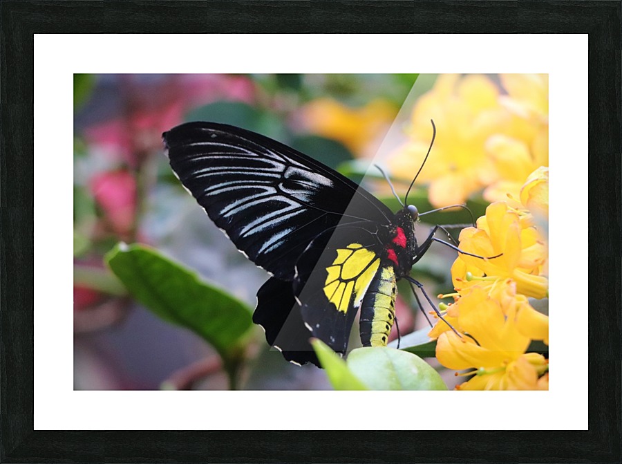 butterfly Picture Frame print
