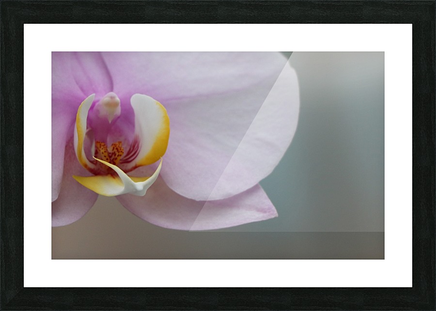 orchidé Picture Frame print